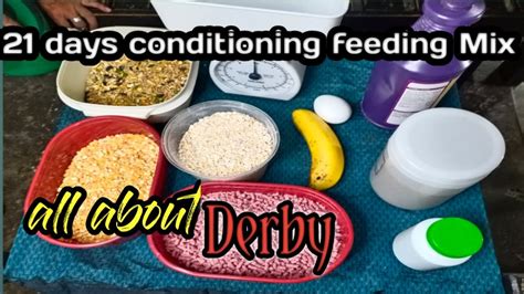 21 days conditioning feeding mix all about derby (kamanokis).